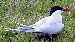 Arctic Tern