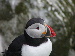 Atlantic Puffin