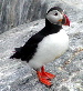 Atlantic Puffin (Large Image)