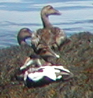 Common Eider