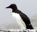 Common Murre
