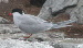 Common Tern