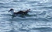 Greater Shearwater