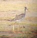 Greater Yellowlegs