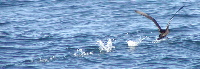 Sooty Shearwater