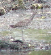 Willet